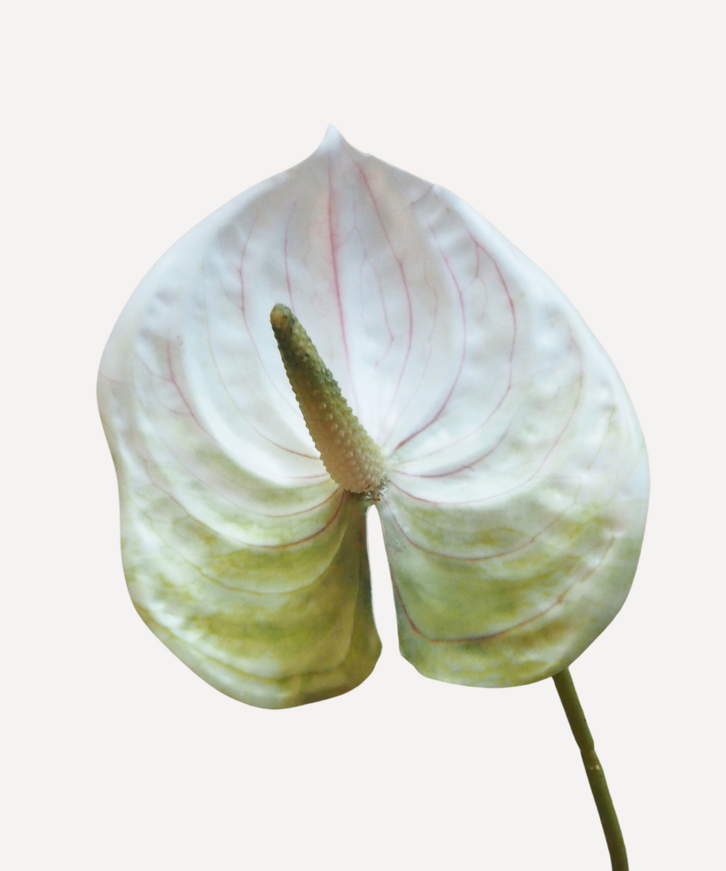 Anthurium