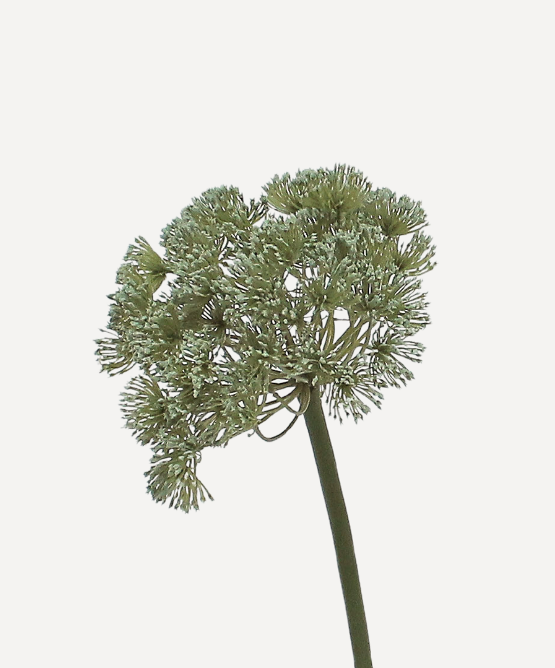 Allium
