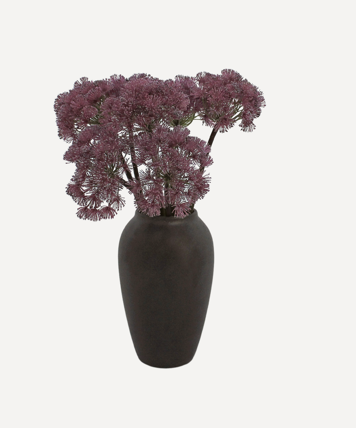 Allium
