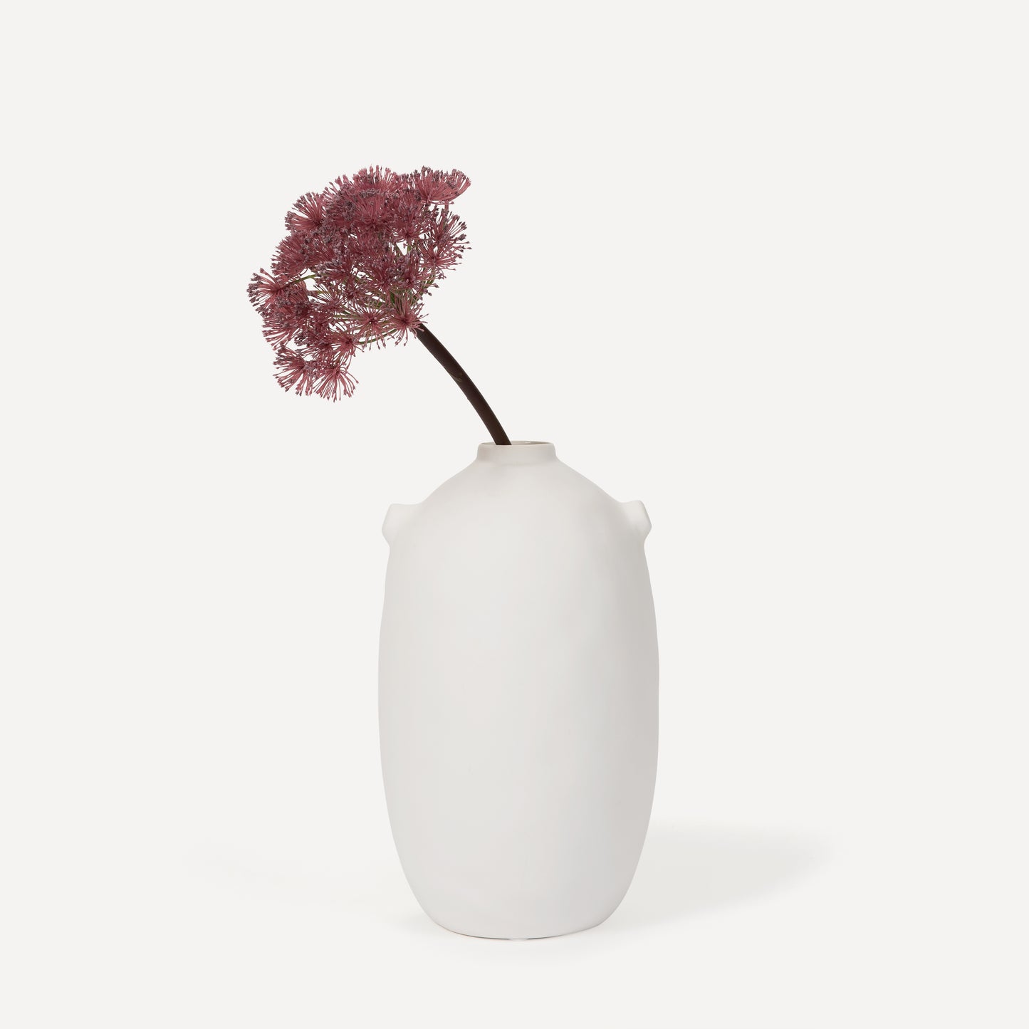Allium
