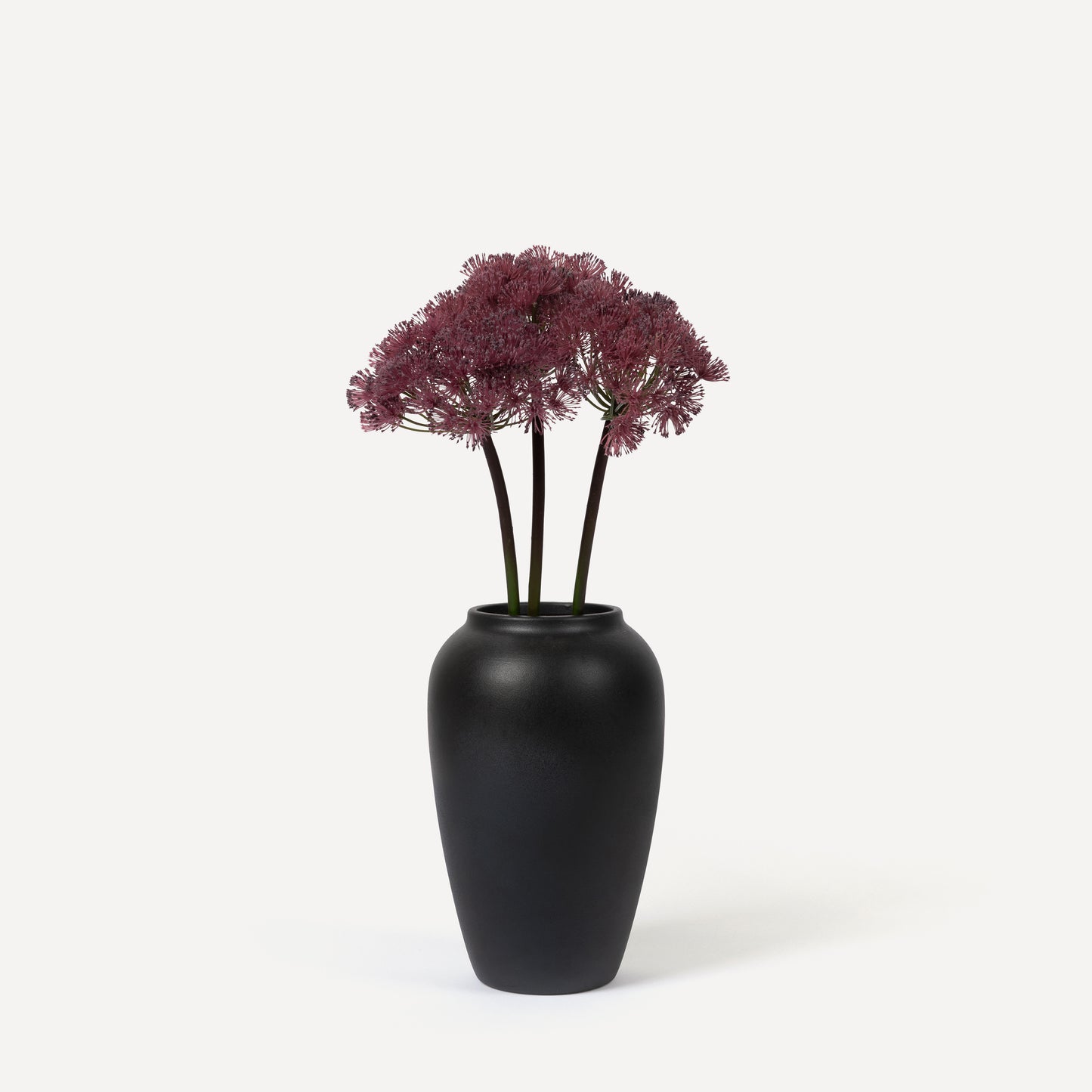Allium