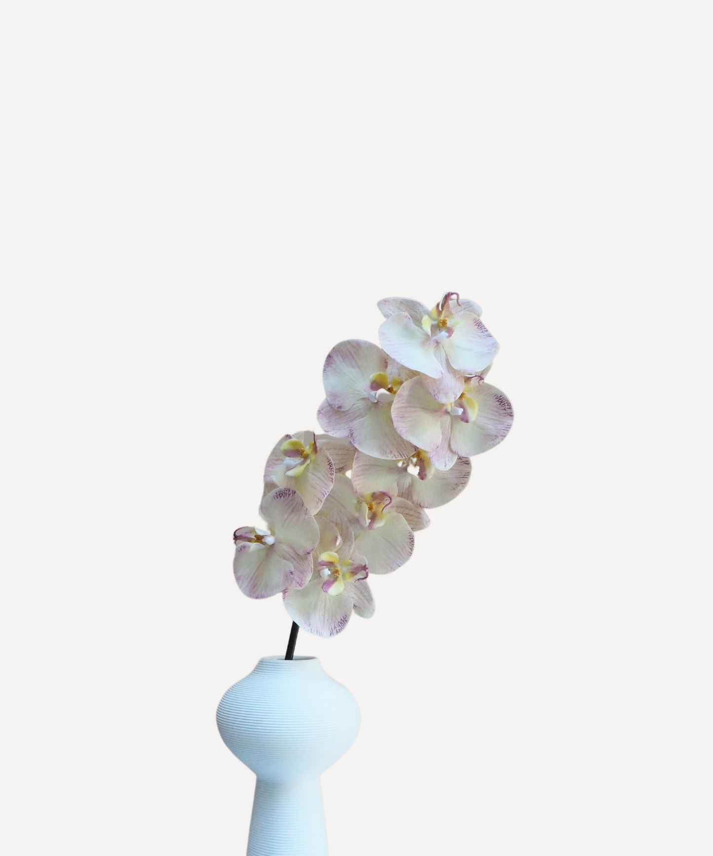 Orchid