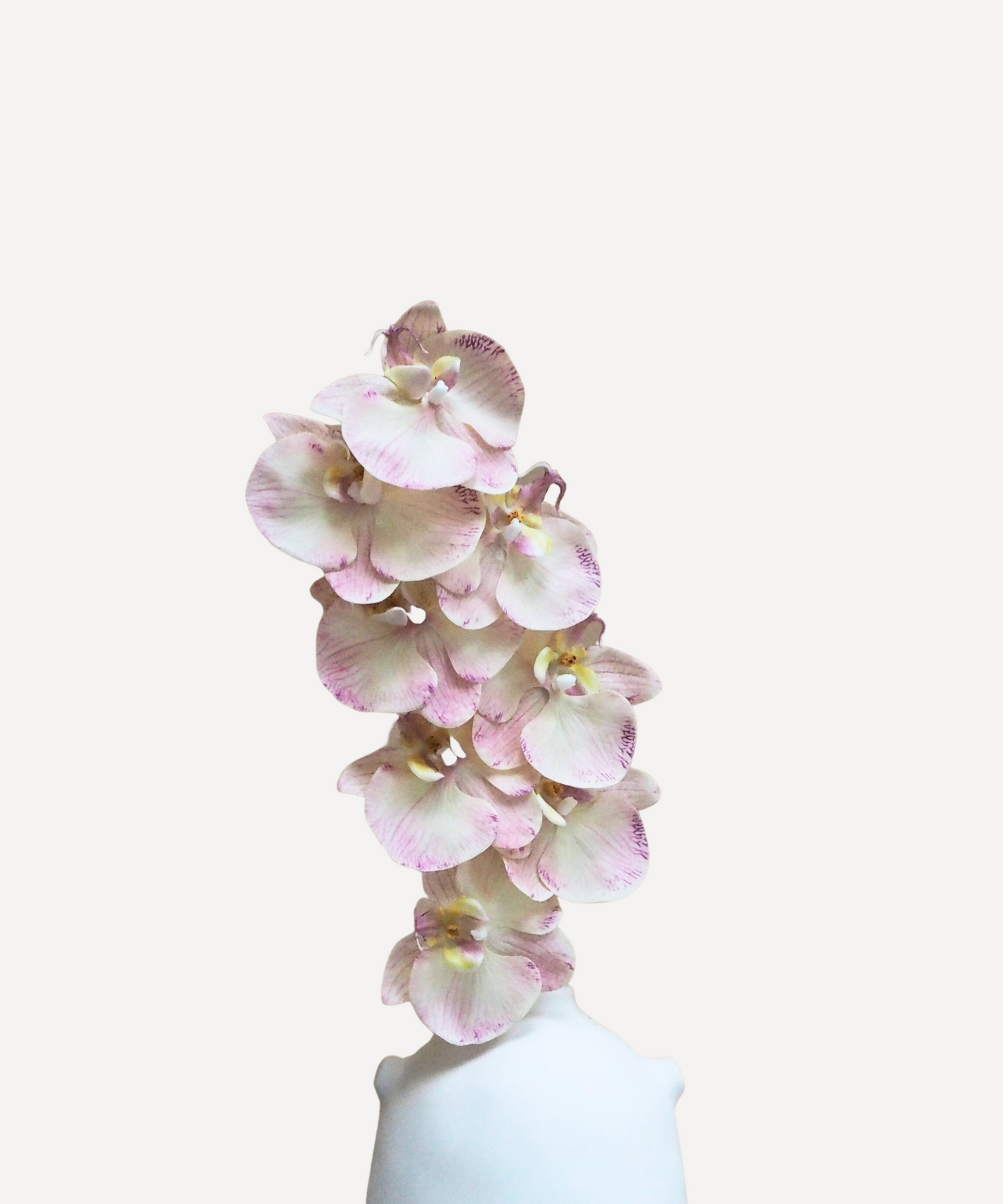 Orchid