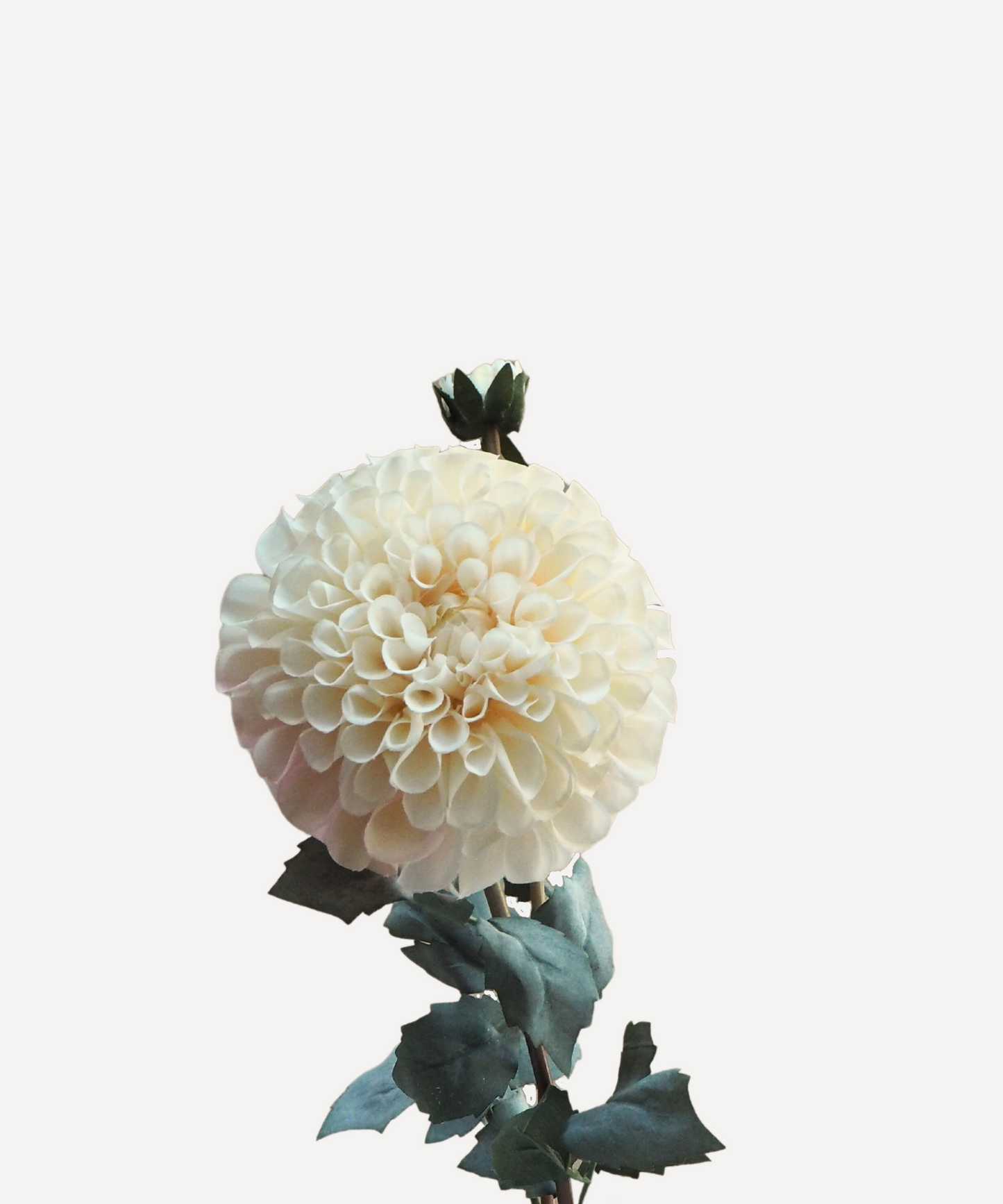 Faux Flower Stems - Pom Pom Dahlia - Soft Red, Soft Purple, Red, Cream