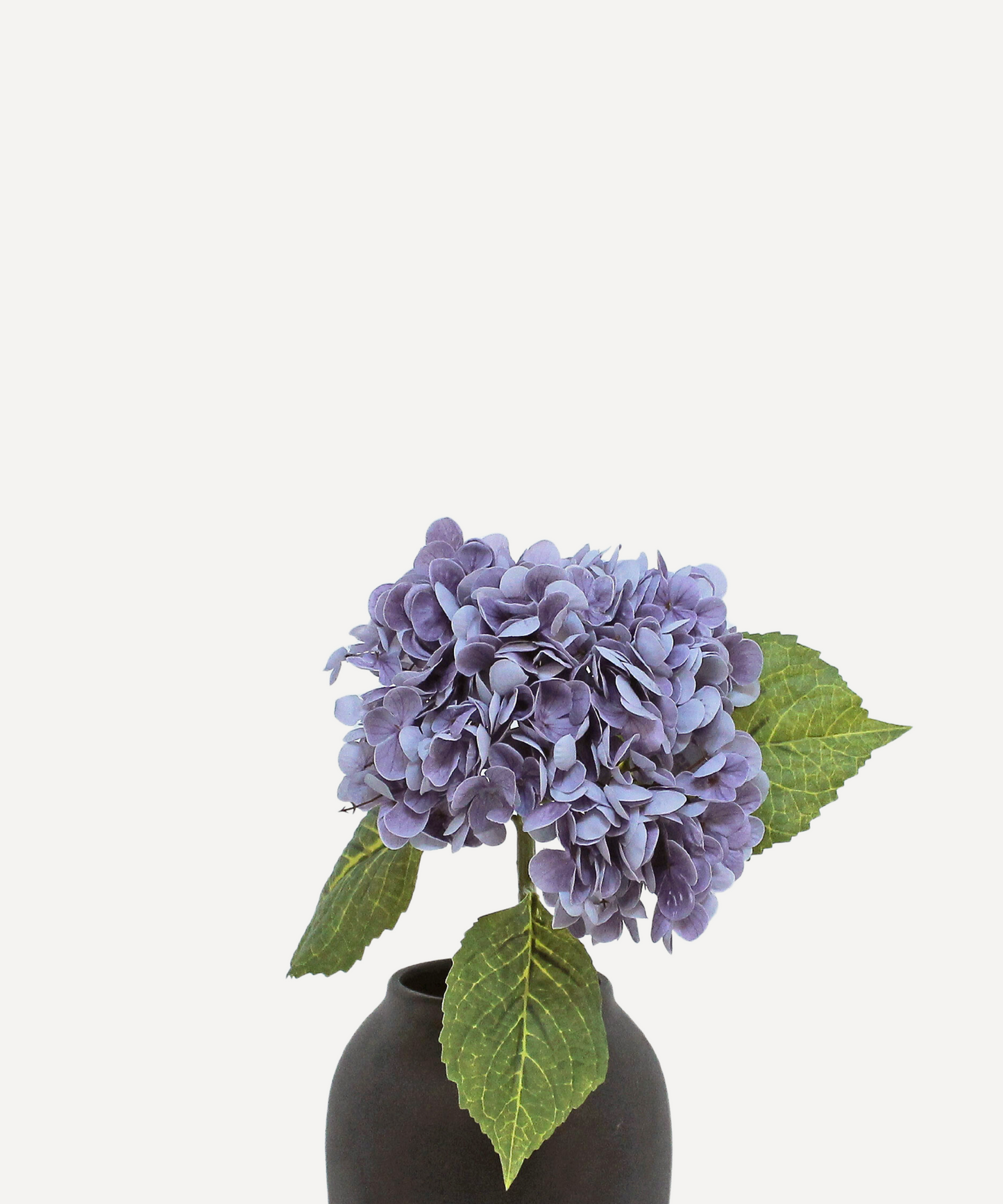 Hydrangea