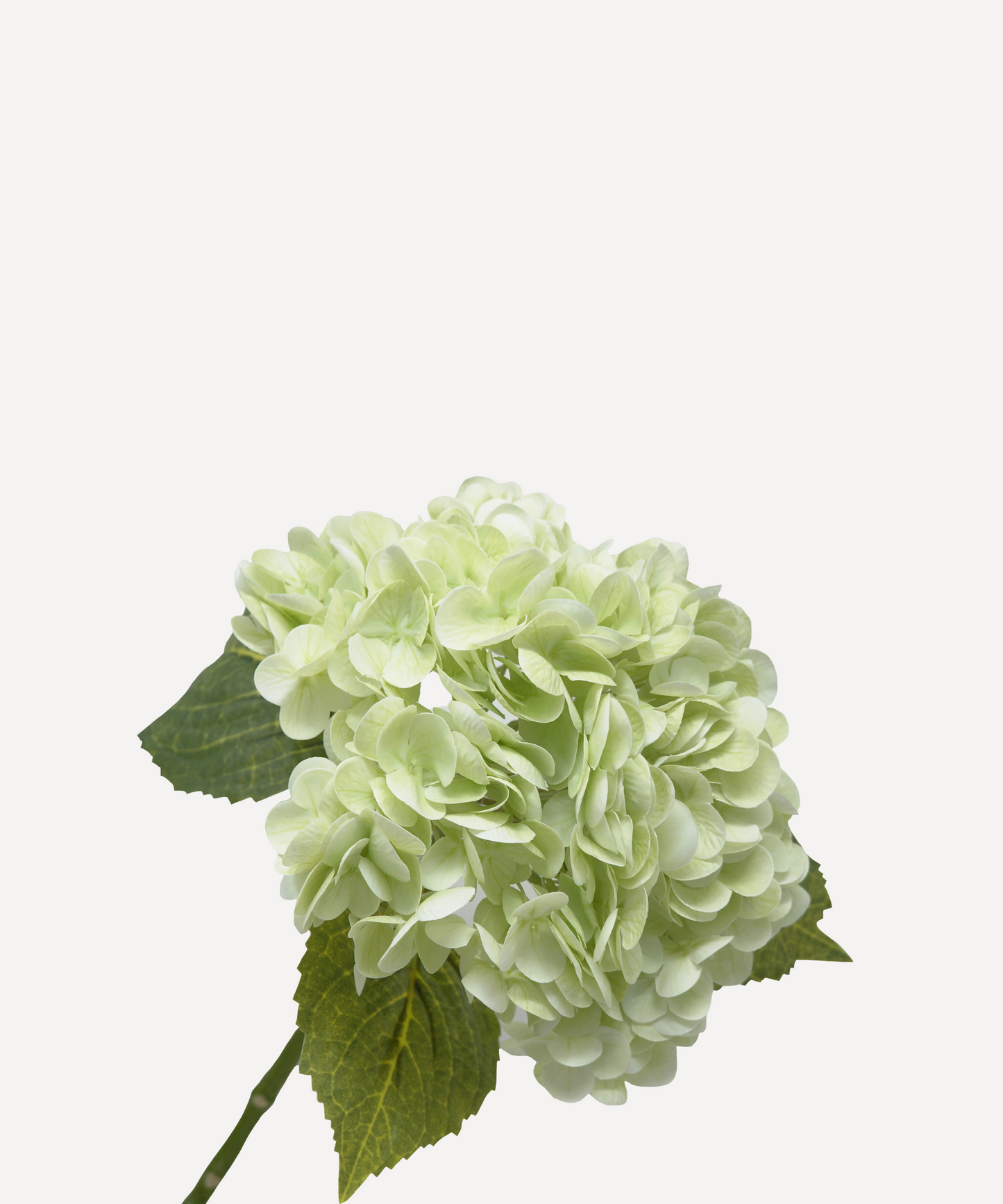Hydrangea