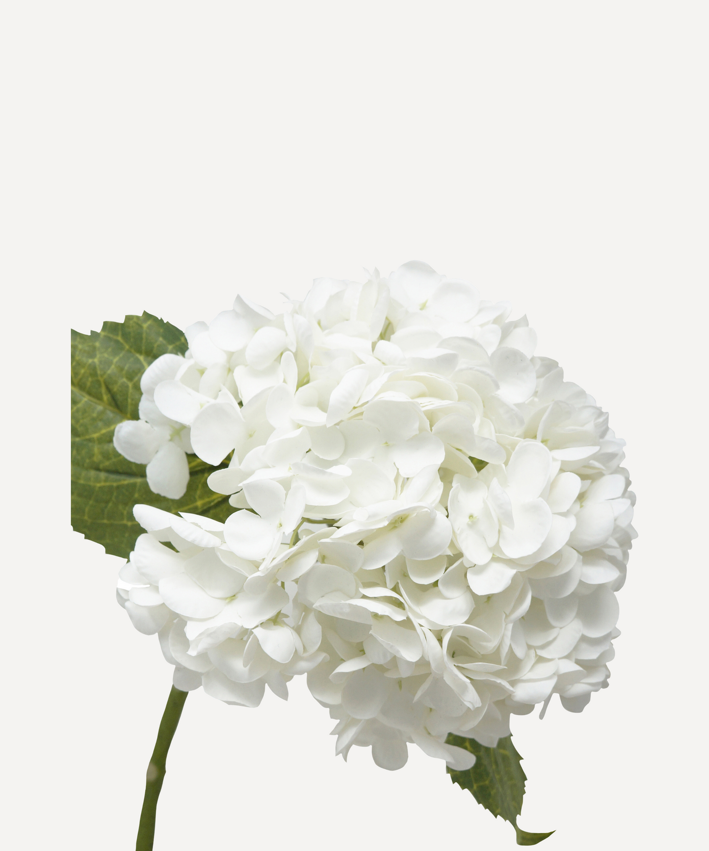 Hydrangea