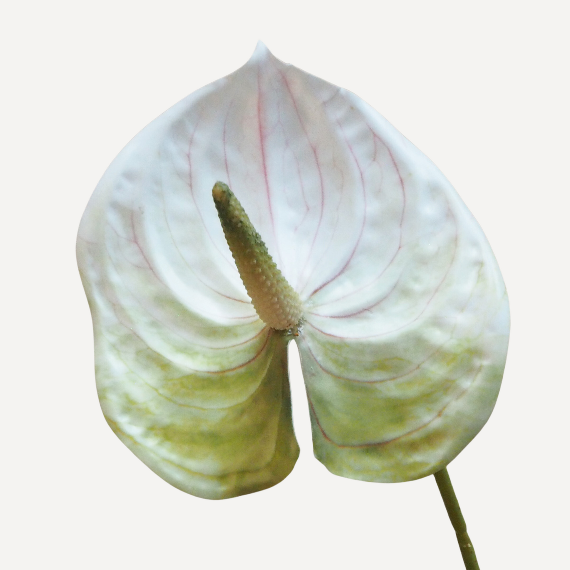 Anthuriums - Faux Flower Stems - Red, Merlot, Green White