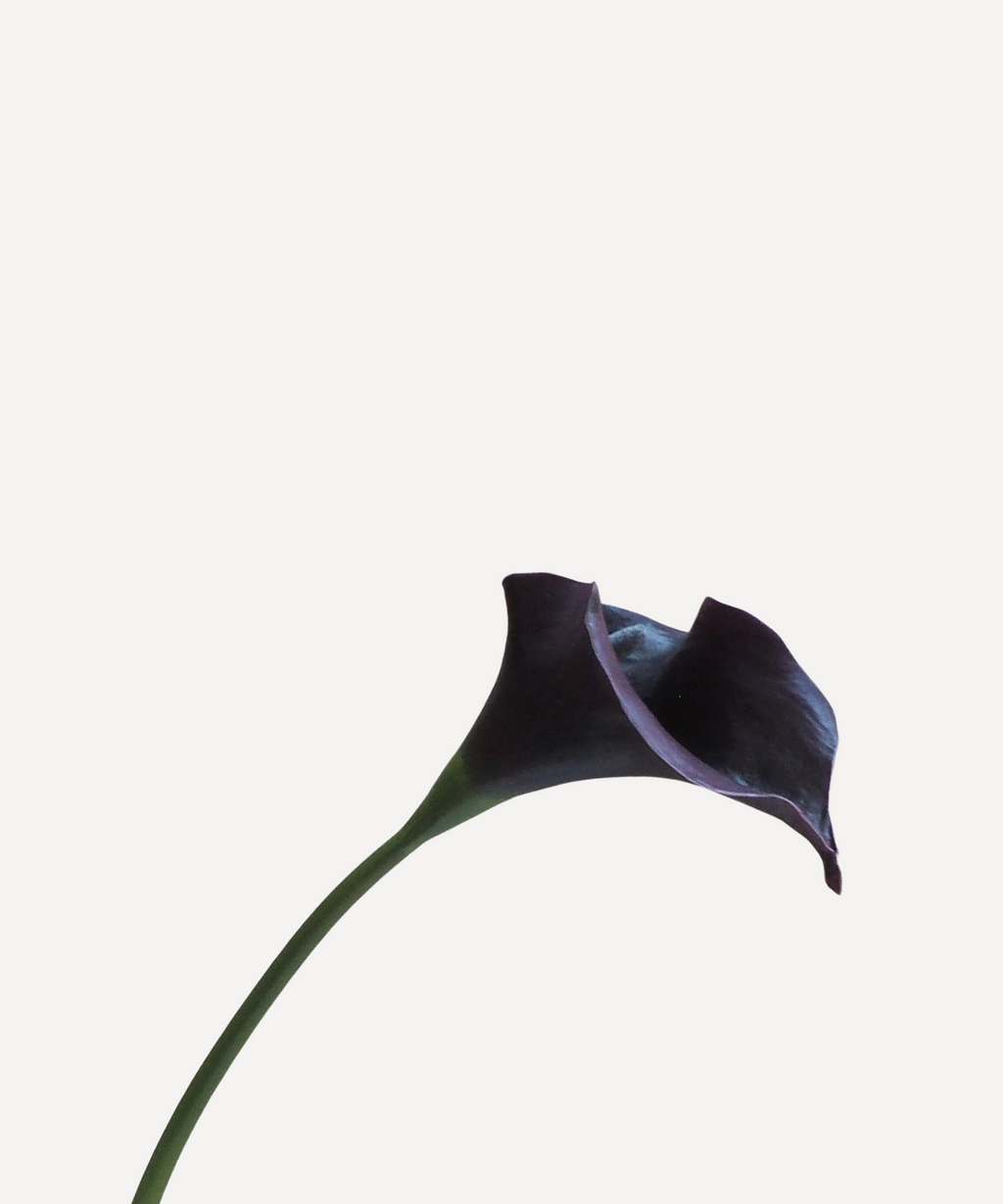 Calla Lilies - Faux Flower Stems - Dark Purple, White & Pink