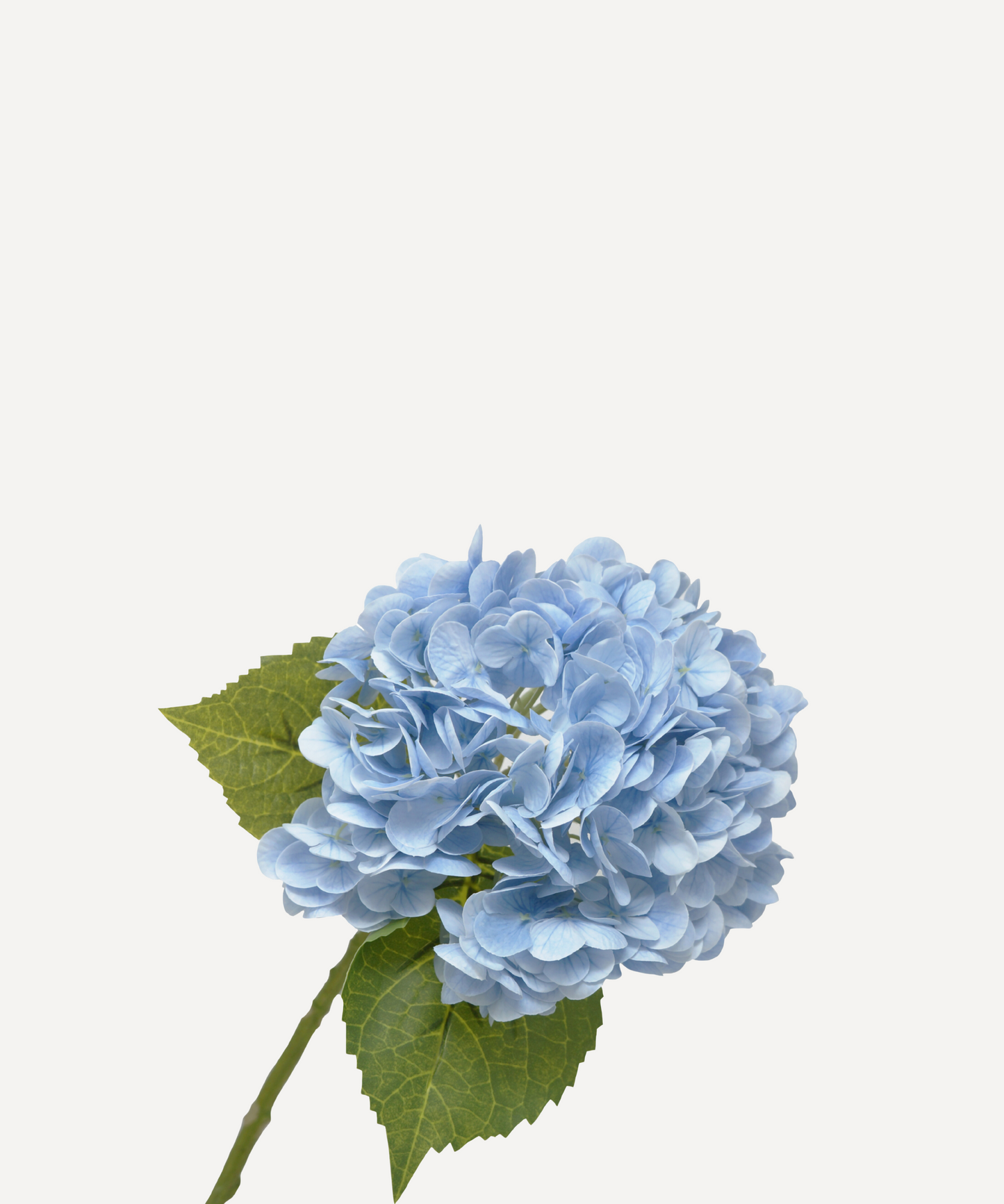 Hydrangea - White, Light Green, Lavender, Blue, Green