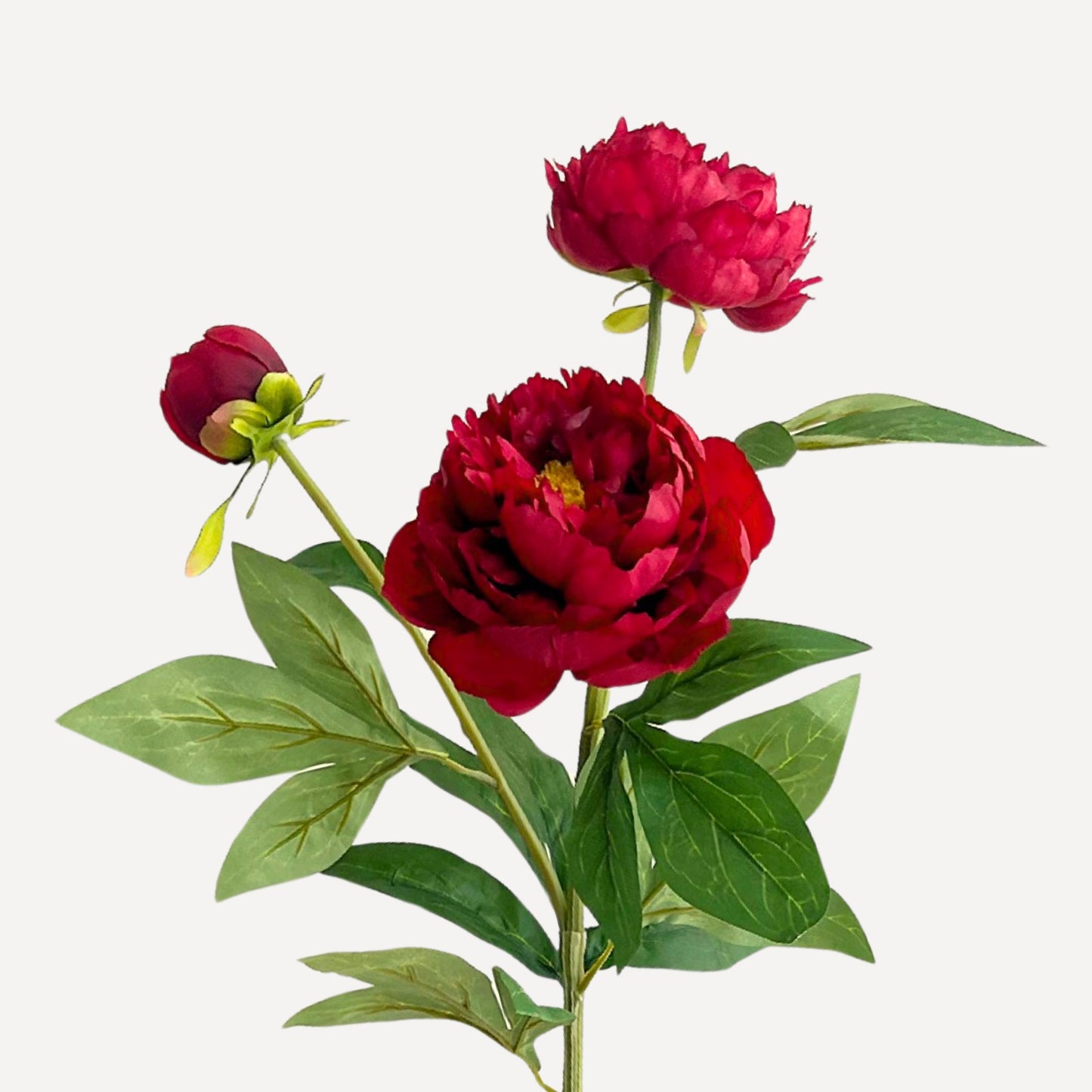 Red Chinese Peony