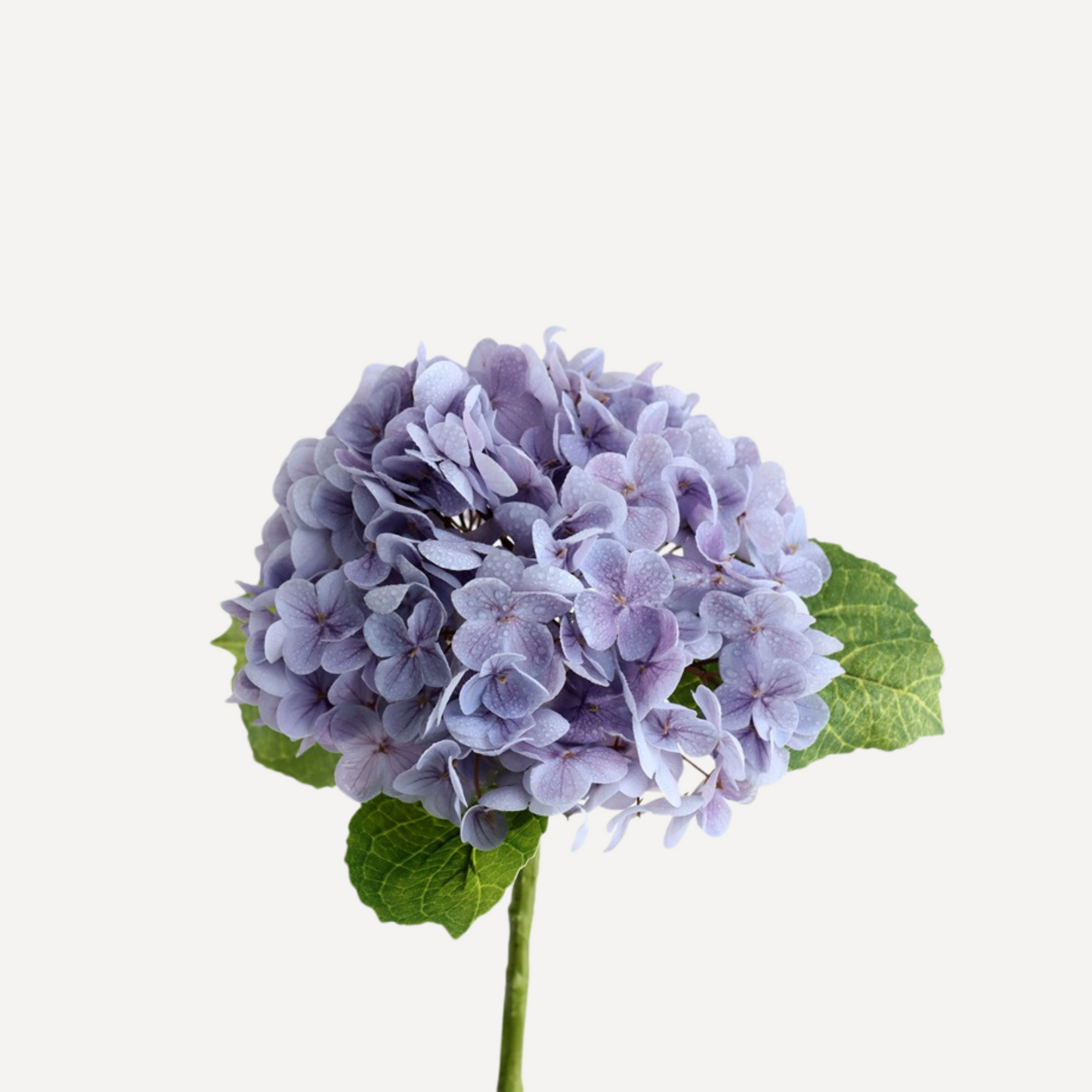 Hydrangea - White, Light Green, Lavender, Blue, Green