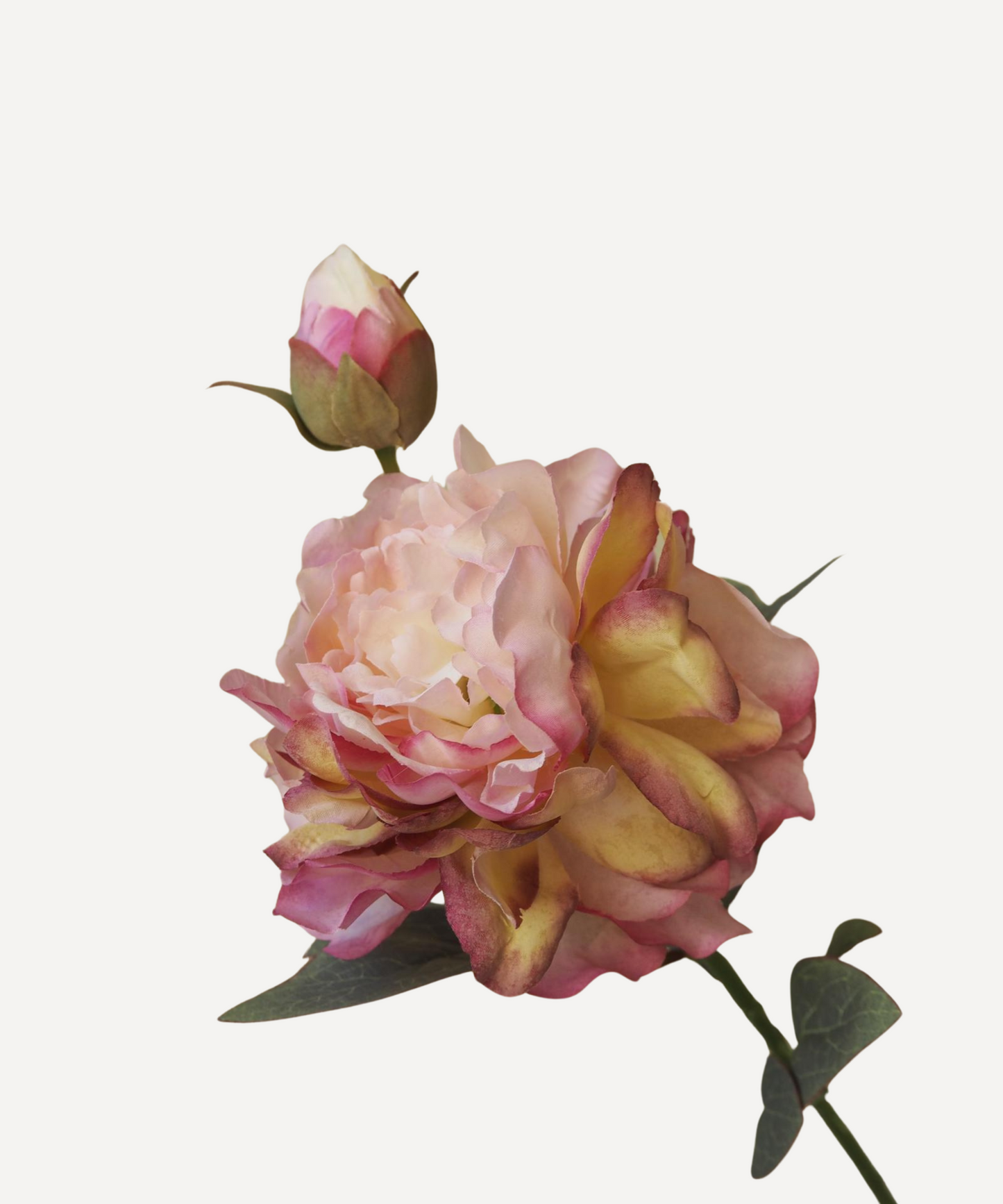 Large Peony