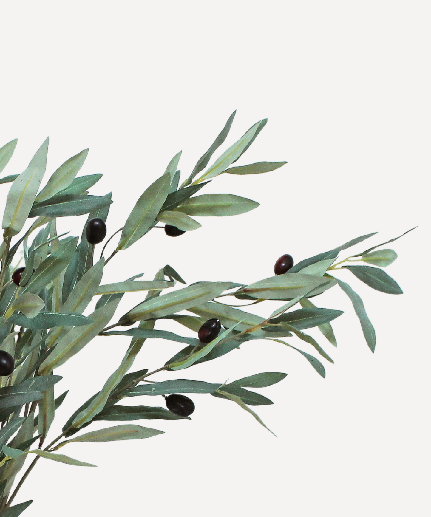 Olive - Tea, Forest
