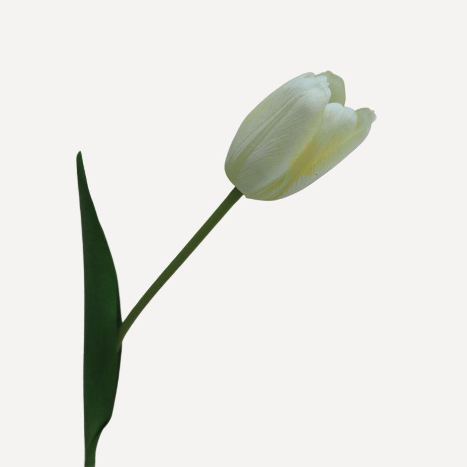 Tulips - Buttermilk